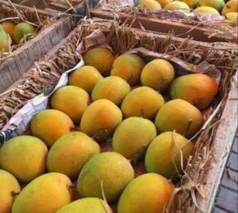 Ratnagiri Alphonso Mango 2 Dozen Box (Large Size 200-250gm)