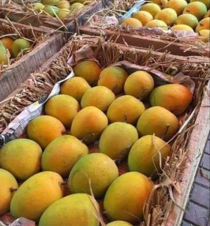Ratnagiri Alphonso Mango 4 Dozen Box (Large Size 200-250gm)